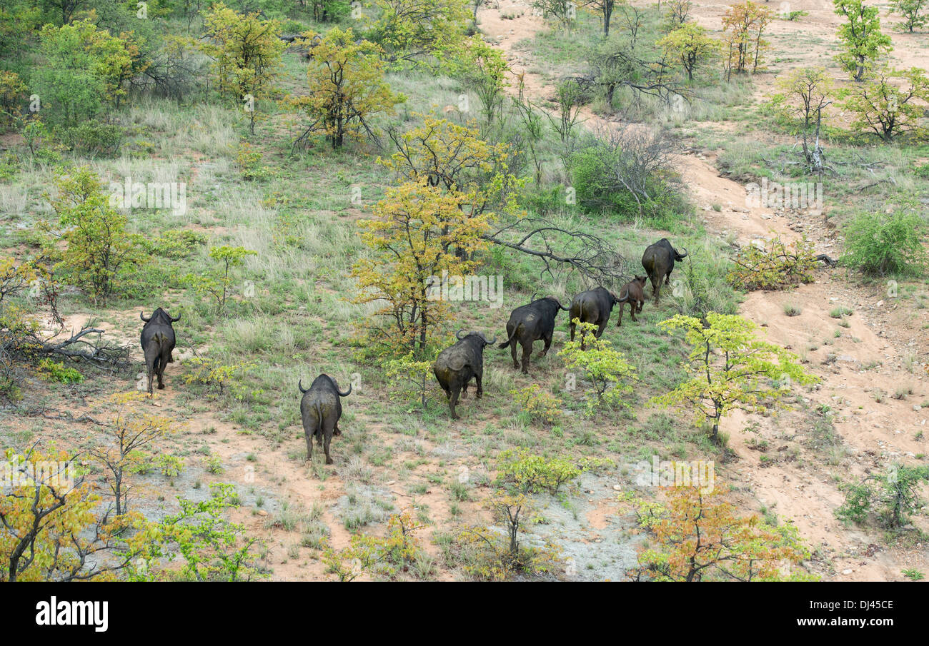 African cape buffalo in esecuzione nella boccola, censimento di gioco, foto aeree Foto Stock
