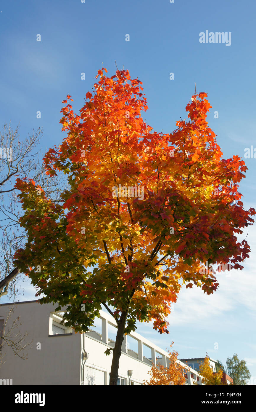 Acer platanoides, Spitzahorn, Norvegia maple Foto Stock