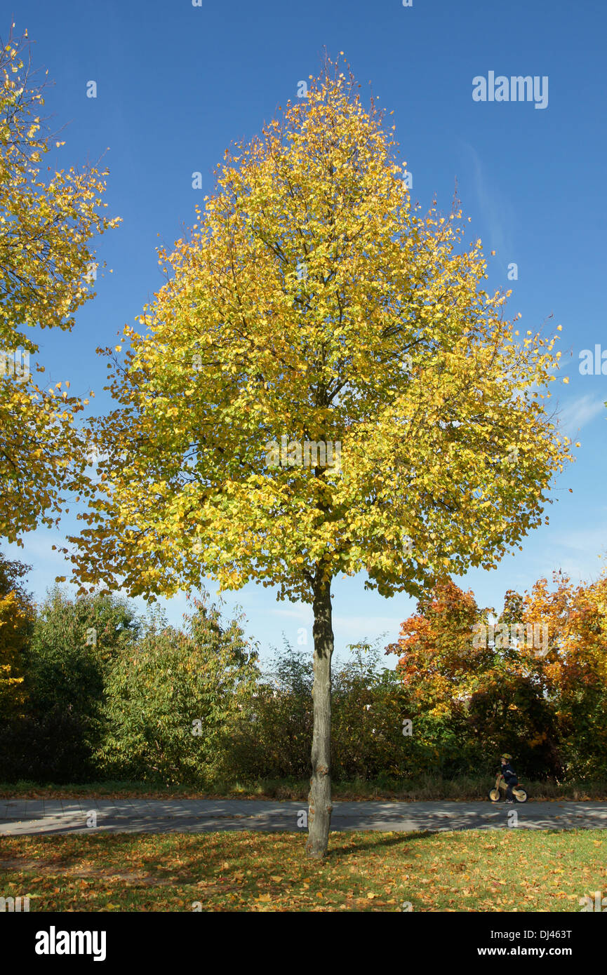 Tilia cordata, Winterlinde, piccolo lasciava in calce Foto Stock