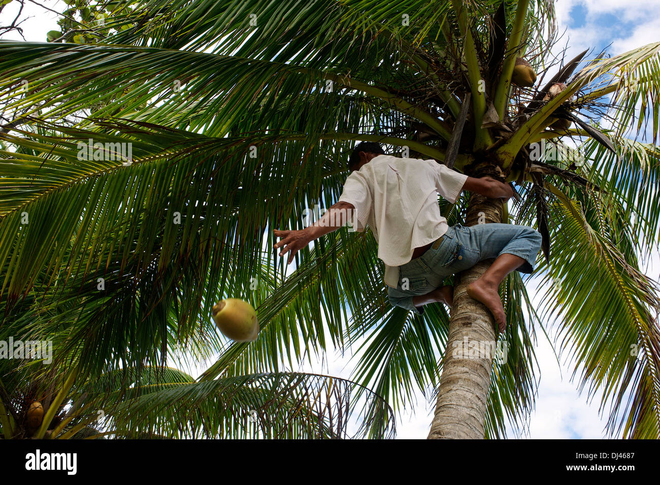 La raccolta di noci di cocco vicino a Baracoa, Cuba Foto Stock