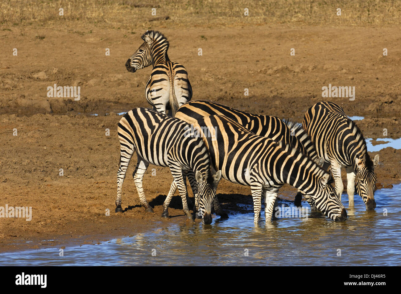La Burchell zebre a waterwhole Foto Stock