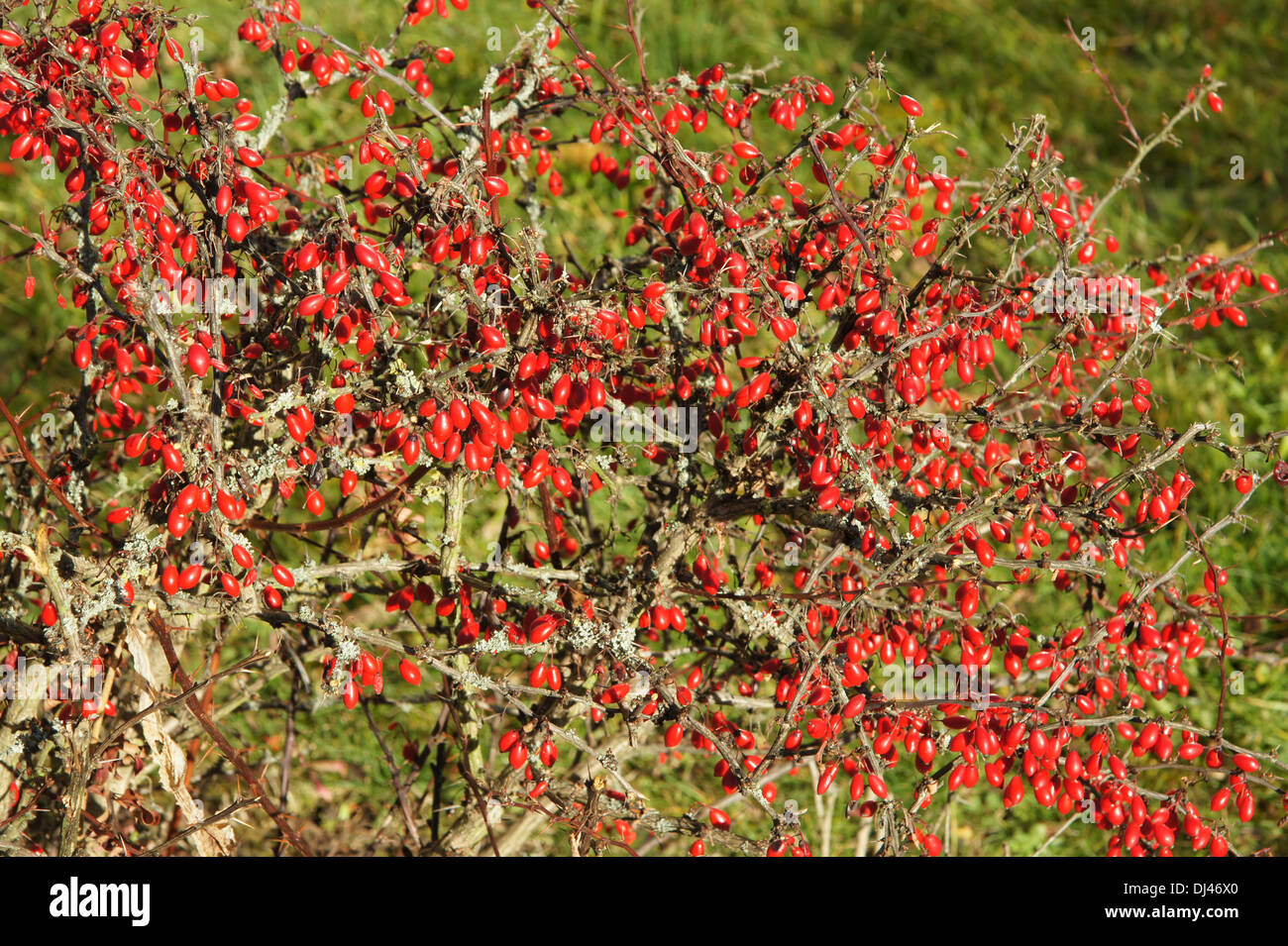 Berberis thunbergii, Berberitze, crespino Foto Stock