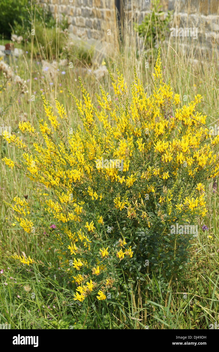 Ginestra dei Tintori Foto Stock