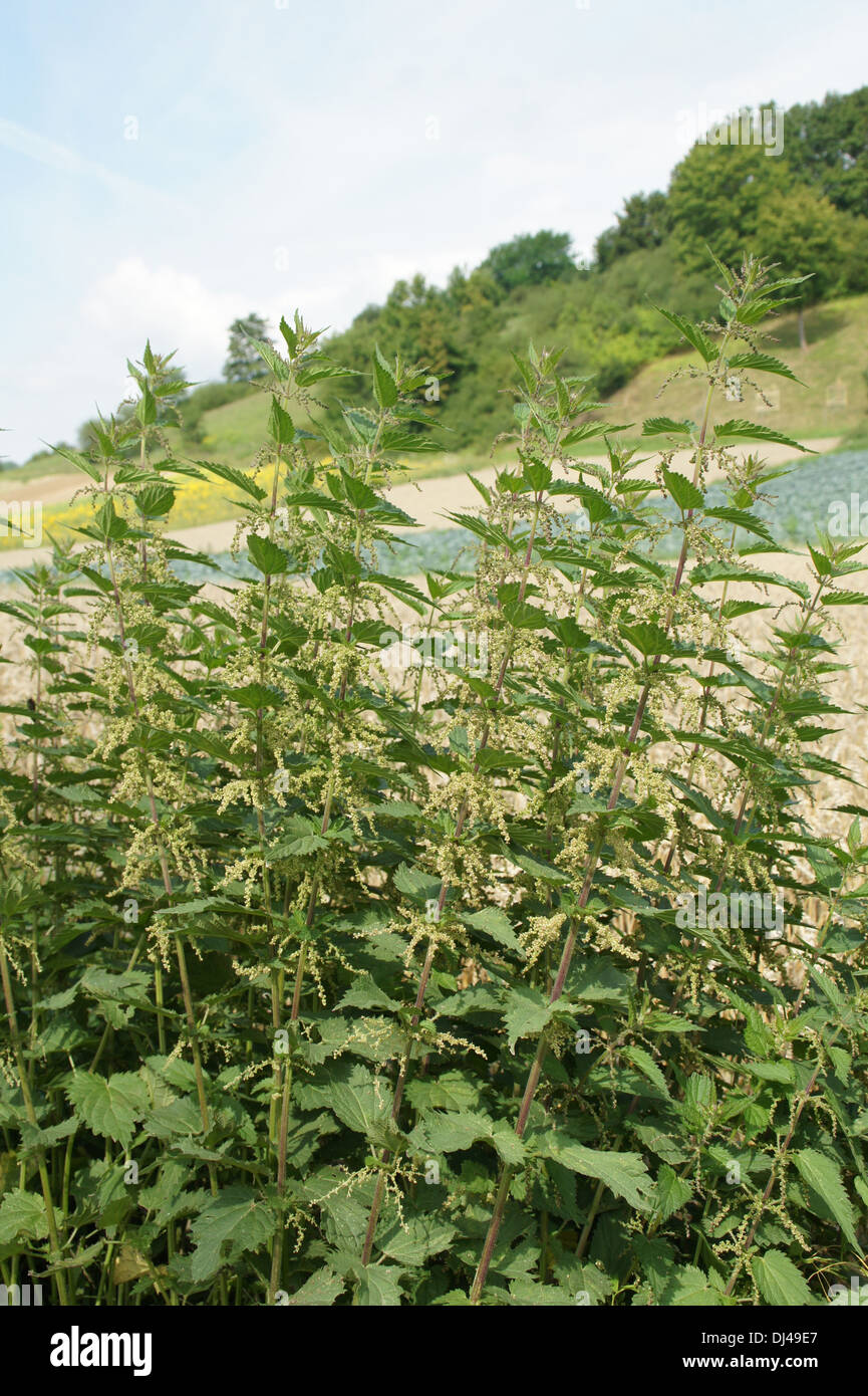 Ortica pungente Foto Stock