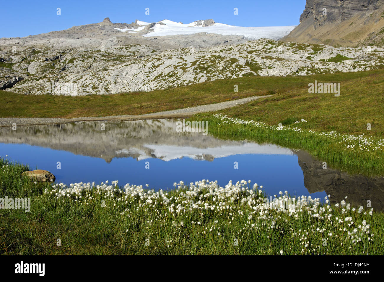 Cottongrass ad un piccolo lago di montagna, Vallese Foto Stock