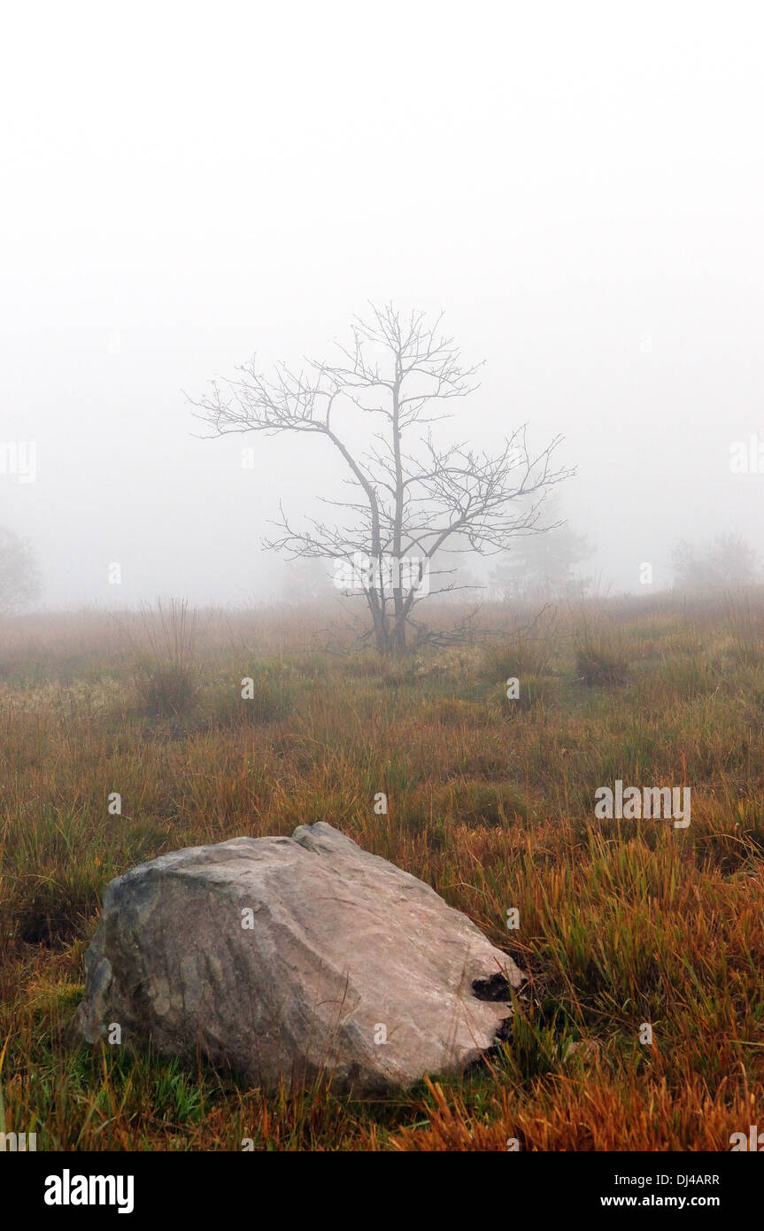 Albero nella nebbia Foto Stock