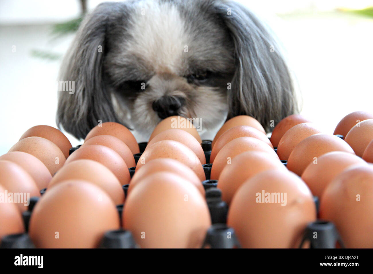 Il cane la visione di uovo e visto con sospetto. Foto Stock