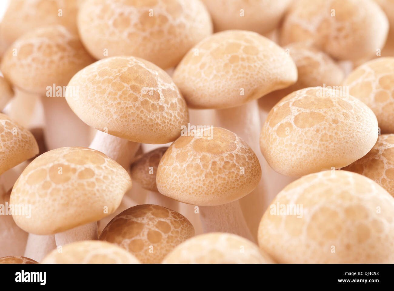 Funghi freschi gruppo. Foto Stock