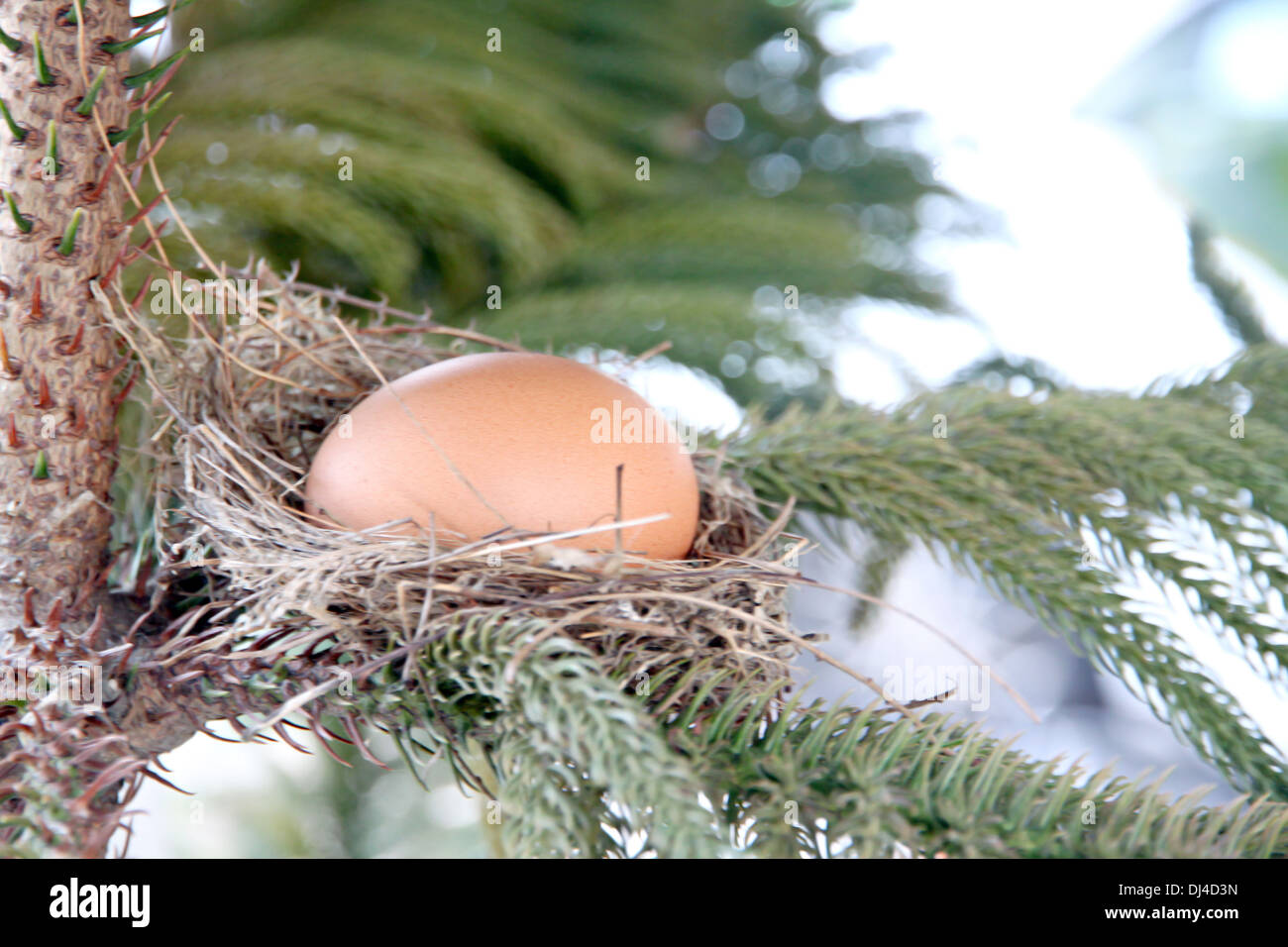 L'immagine delle uova nel nido di uccelli sulla struttura ad albero. Foto Stock