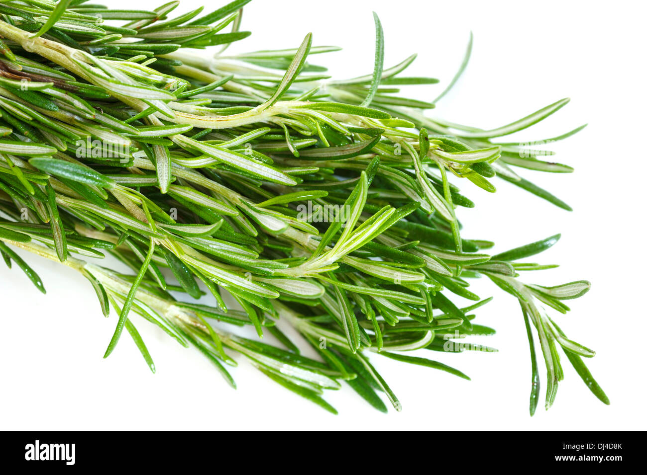 Di rosmarino fresco herb Foto Stock