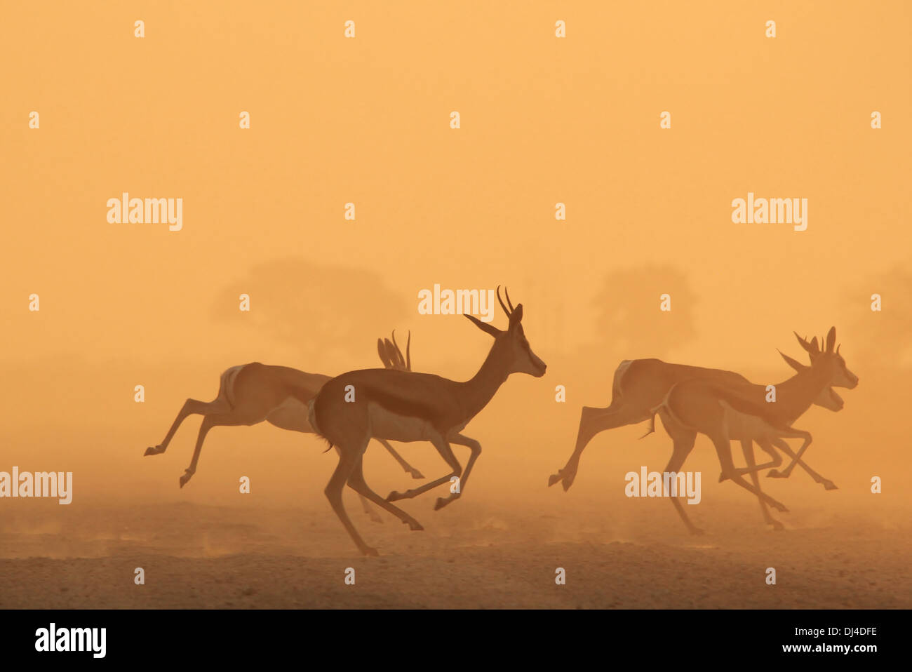 Springbok - la fauna selvatica sfondo dall Africa - la meravigliosa vita e colore Foto Stock