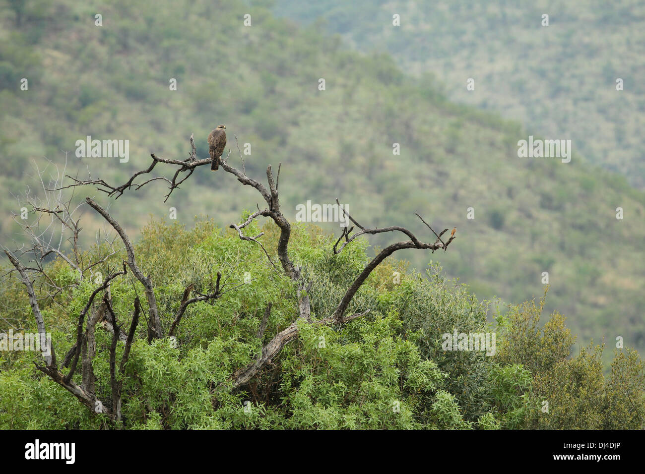 Steppa Poiana Buteo buteo e Kalahari Robin paena Erythropygia Foto Stock