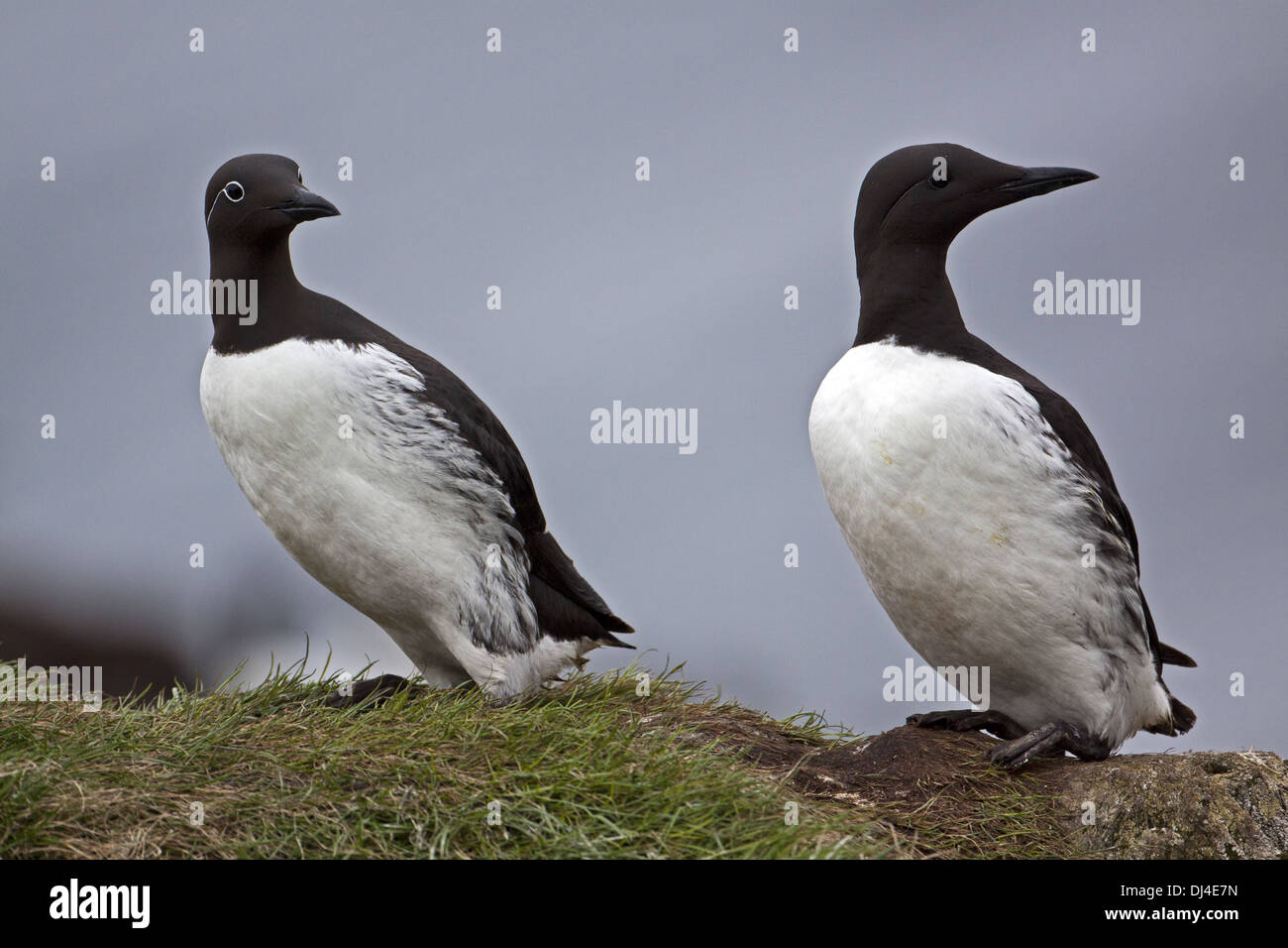 Comune di Guillemot, Uria aalge Foto Stock
