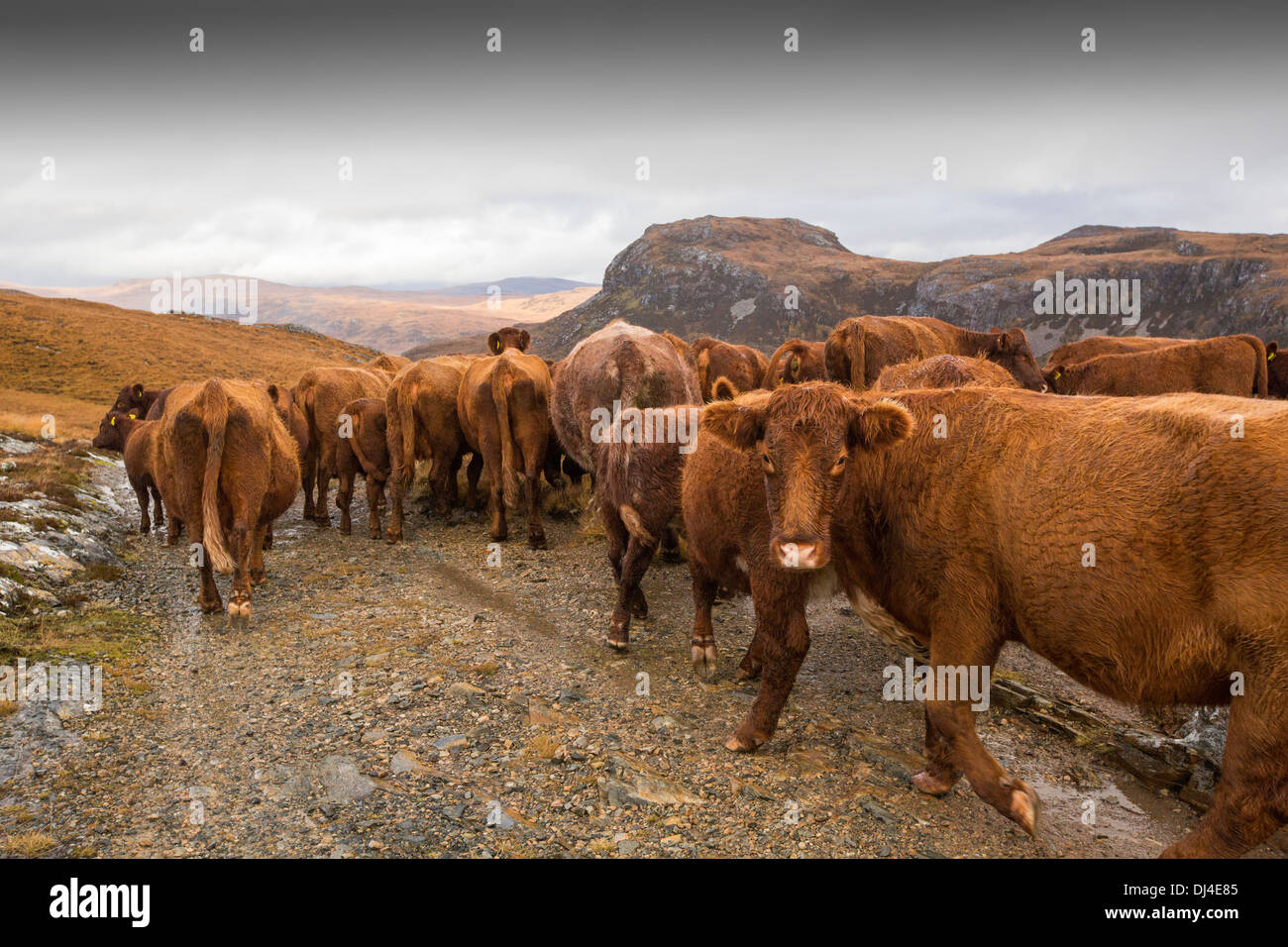 Un agricoltore frotte il suo bestiame fuori del telecomando Strath Na Sealga dove sono state pascolare durante l'estate Foto Stock
