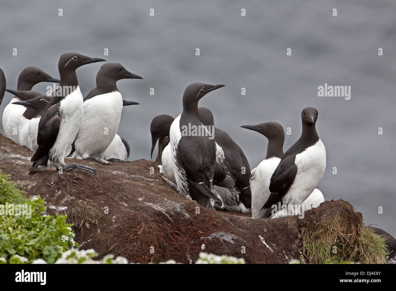 Comune di Guillemot, Uria aalgae Foto Stock