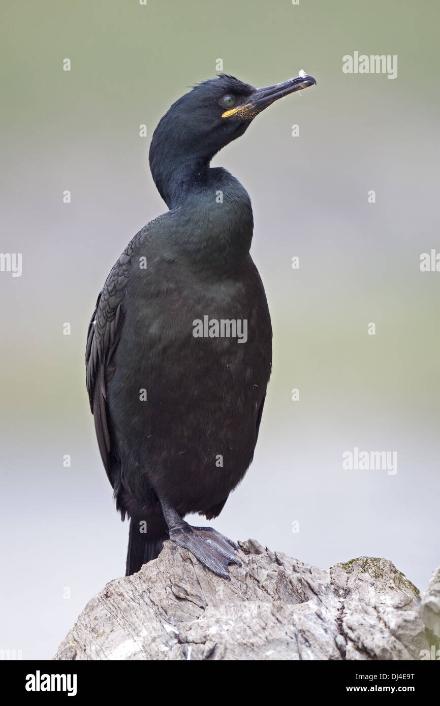 Il marangone dal ciuffo, Phalacrocorax aristotelis, Norvegia Foto Stock