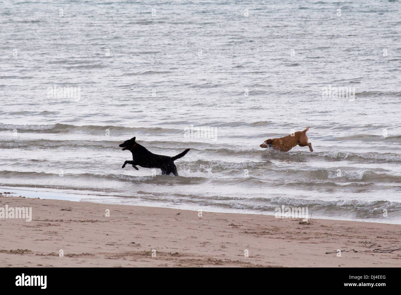 Un nero Labrador e un Golden Labrador giocando in onde nel Lago Huron Foto Stock