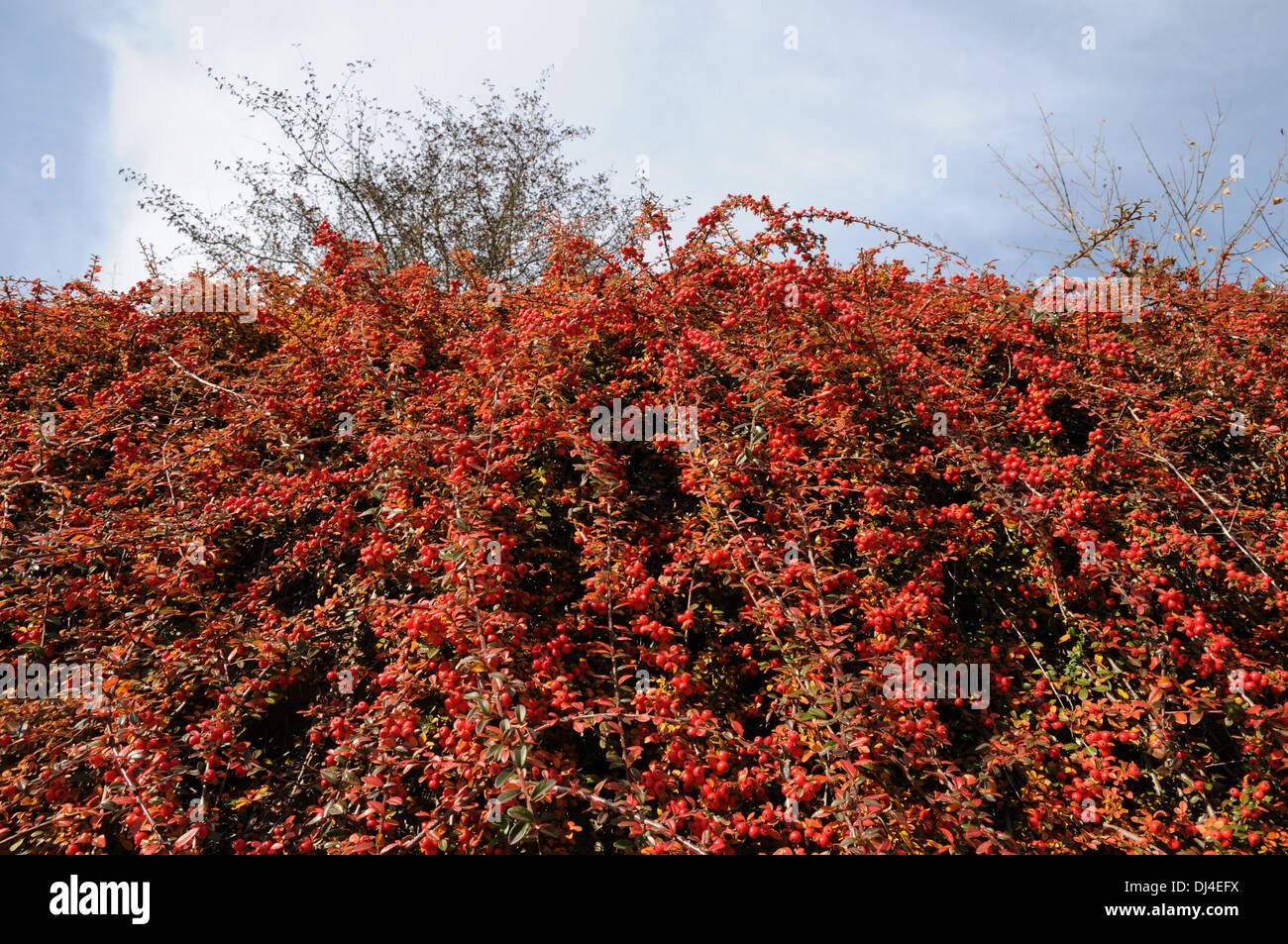 Cotoneaster dammeri Foto Stock