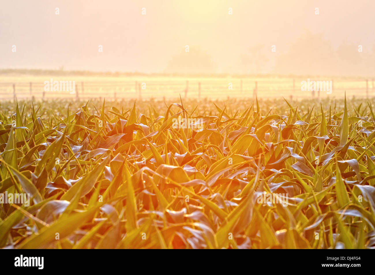 Mattina al sorgere del sole Foto Stock