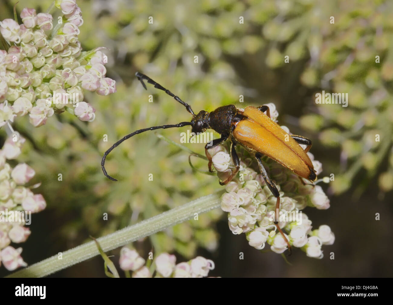 Dalle lunghe corna beetle Foto Stock