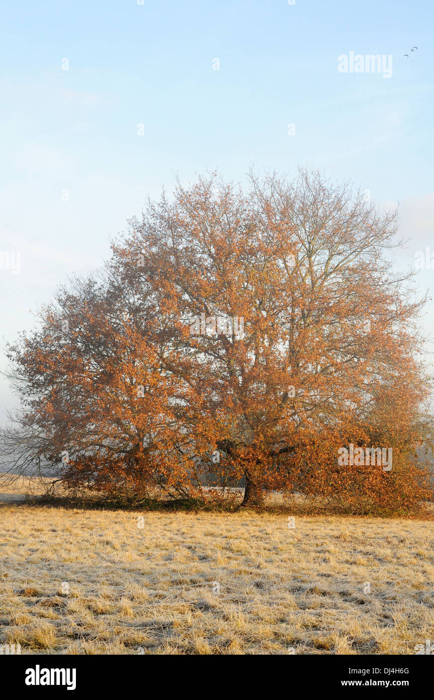 Ritratto verticale di lonely quercia a nebbia erba congelati in inverno Arjuzanx caccia Nazionale e Riserva Naturale. La Francia. Foto Stock