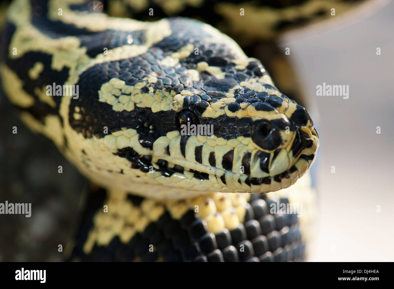 Jungle Carpet Python (Morelia Spilota Cheynei); California, Stati Uniti d'America Foto Stock