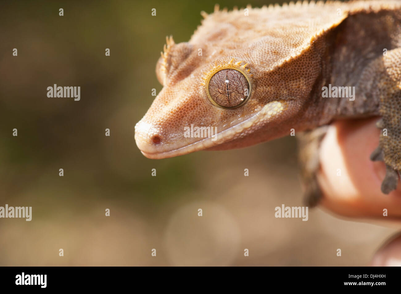 Crested Gecko (Rhacodactylus ciliatus); California, Stati Uniti d'America Foto Stock
