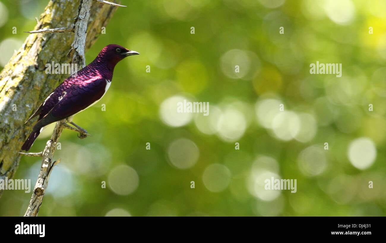 Color prugna starling Cinnyricinclus leucogaster Foto Stock