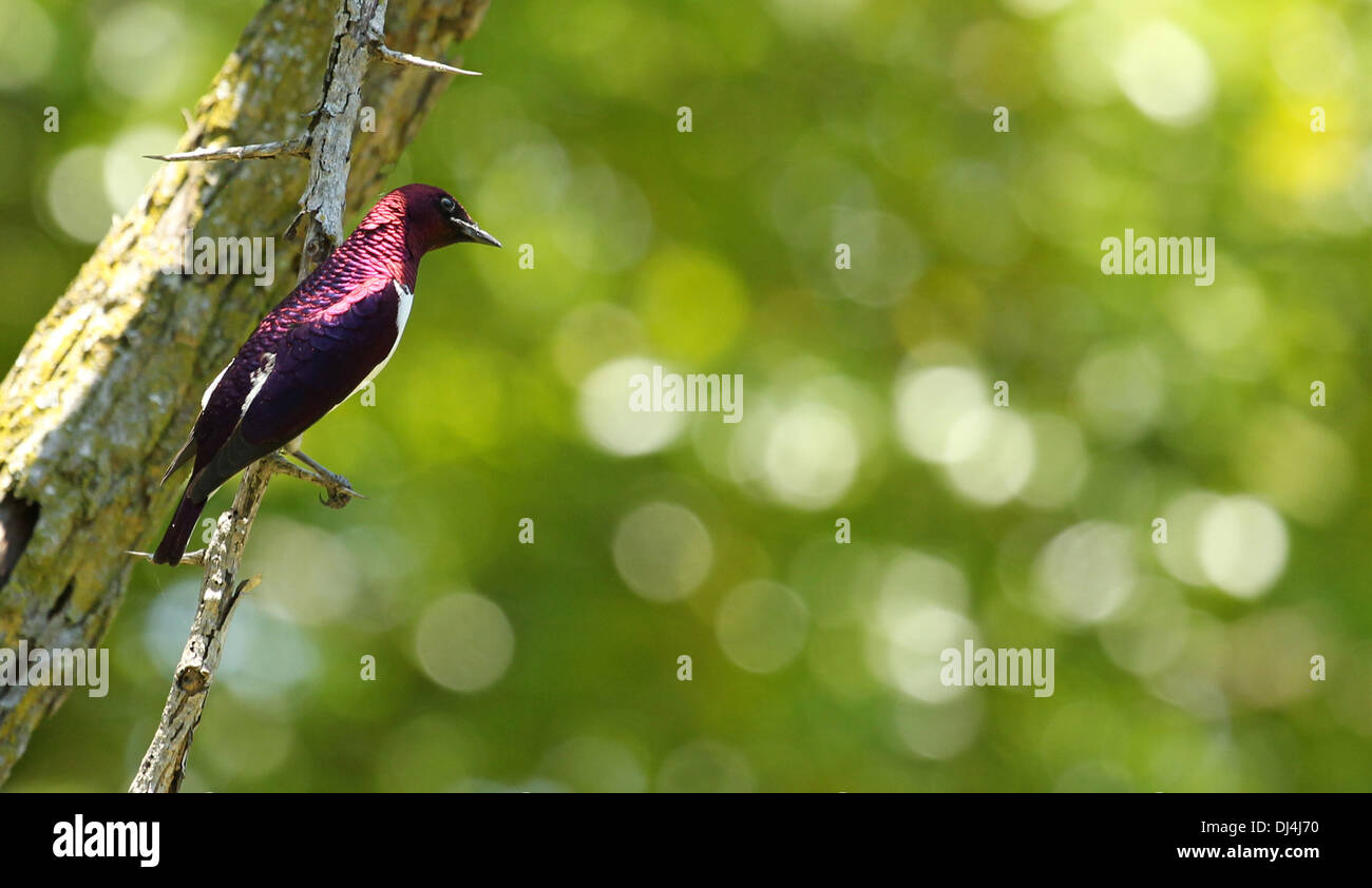 Color prugna starling Cinnyricinclus leucogaster Foto Stock