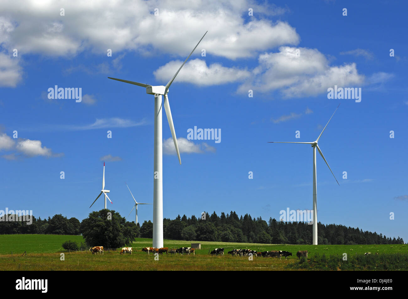 Bovini sotto le turbine eoliche Foto Stock