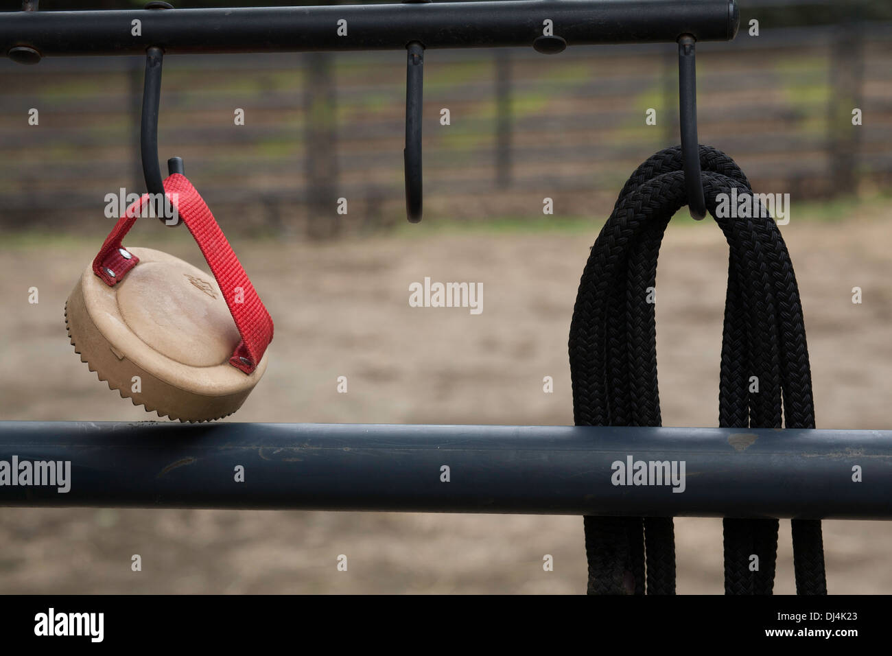 Cavallo islandese. I capretti dun cavallo essendo addestrato, indossare  Capezza in corda, snaffle bit e fai un affondo. Austria Foto stock - Alamy