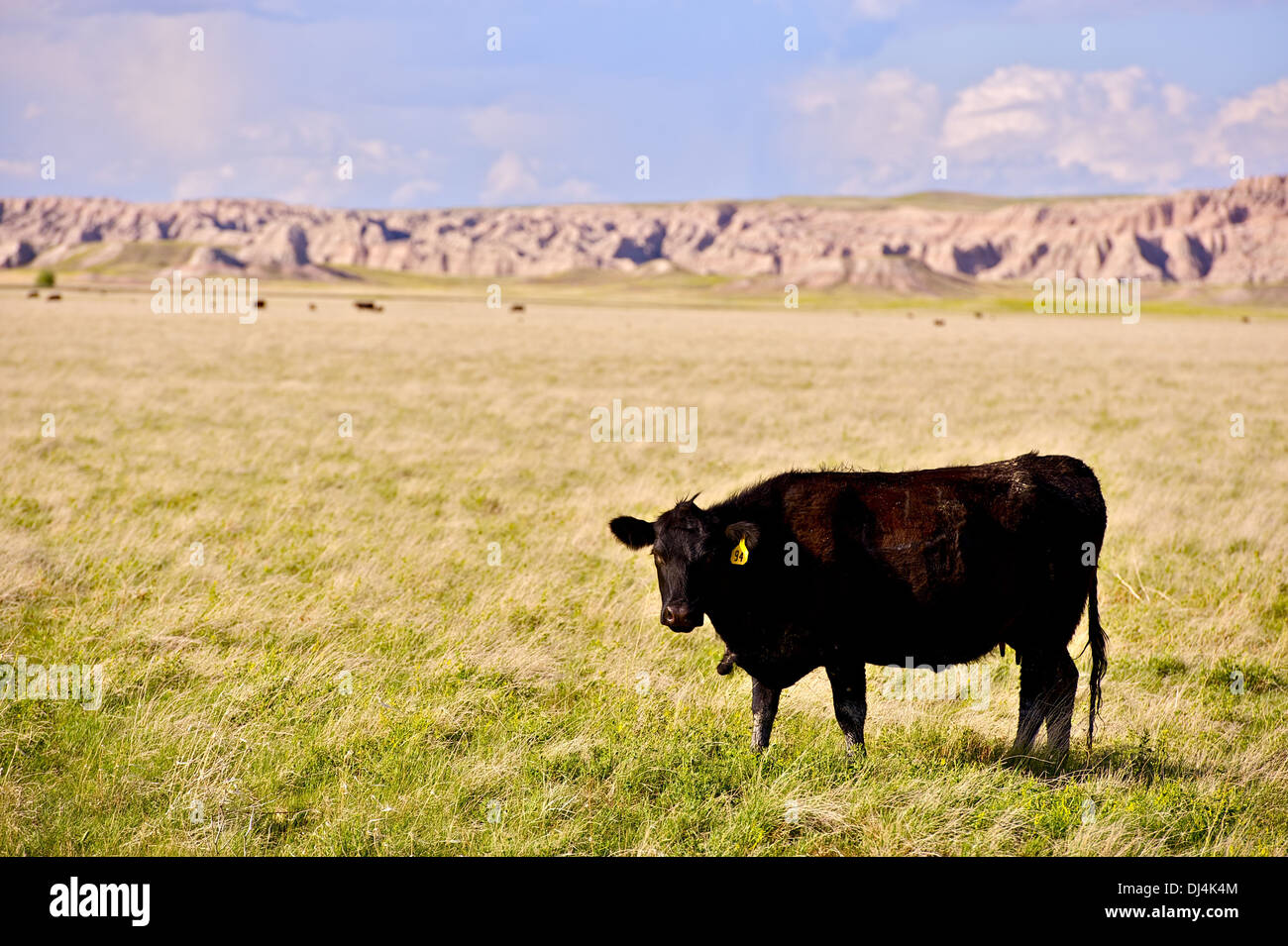 Mucca su Prairie in Sud Dakota, USA. Badlands paesaggio in una distanza. Agricoltura Raccolta foto. Foto Stock