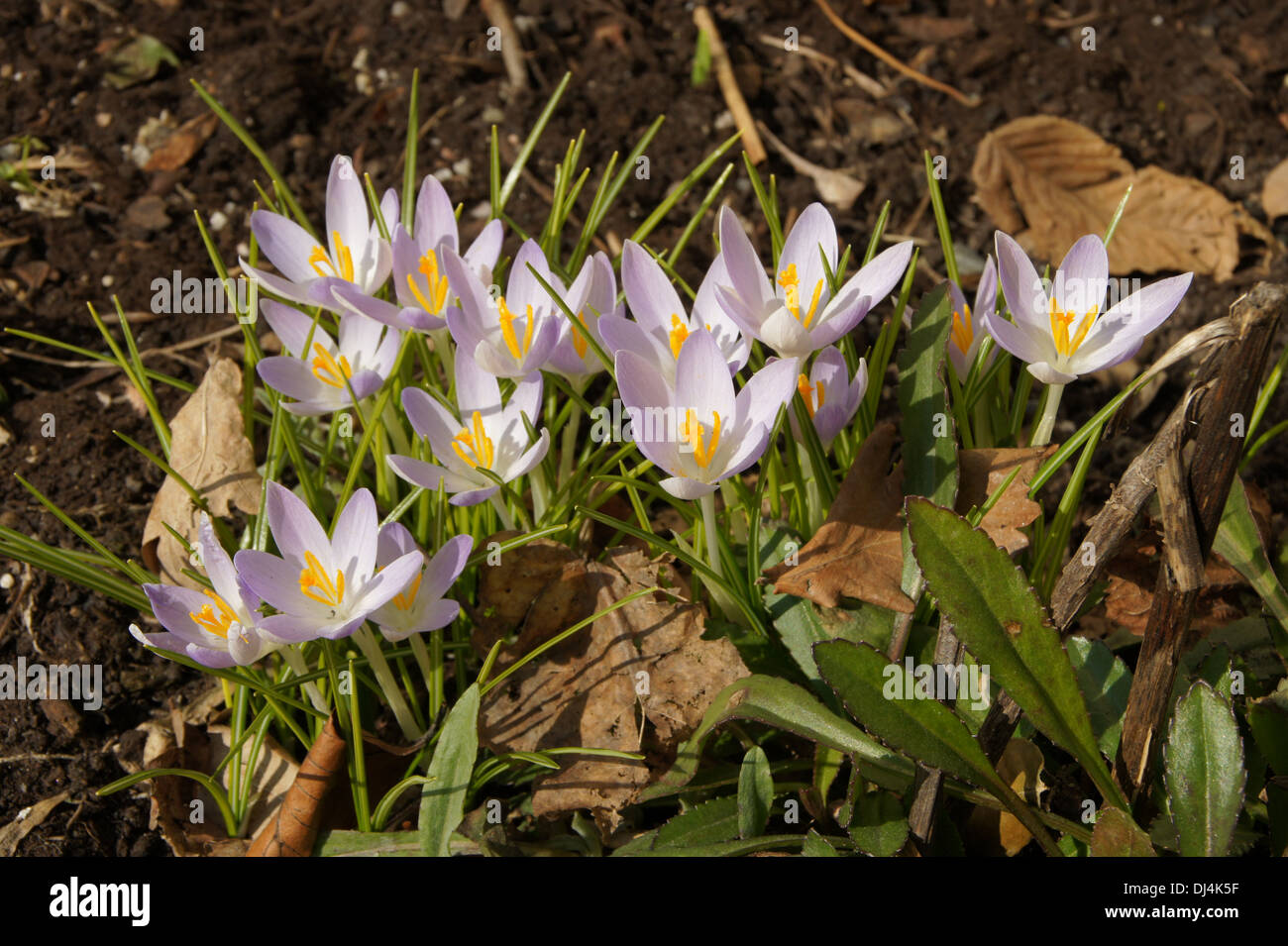 Crocus Tomasinis Foto Stock