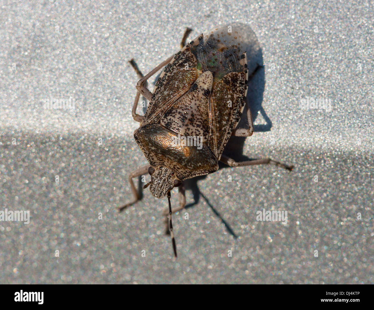 Brown Marmorated Stink Bug macro Foto Stock