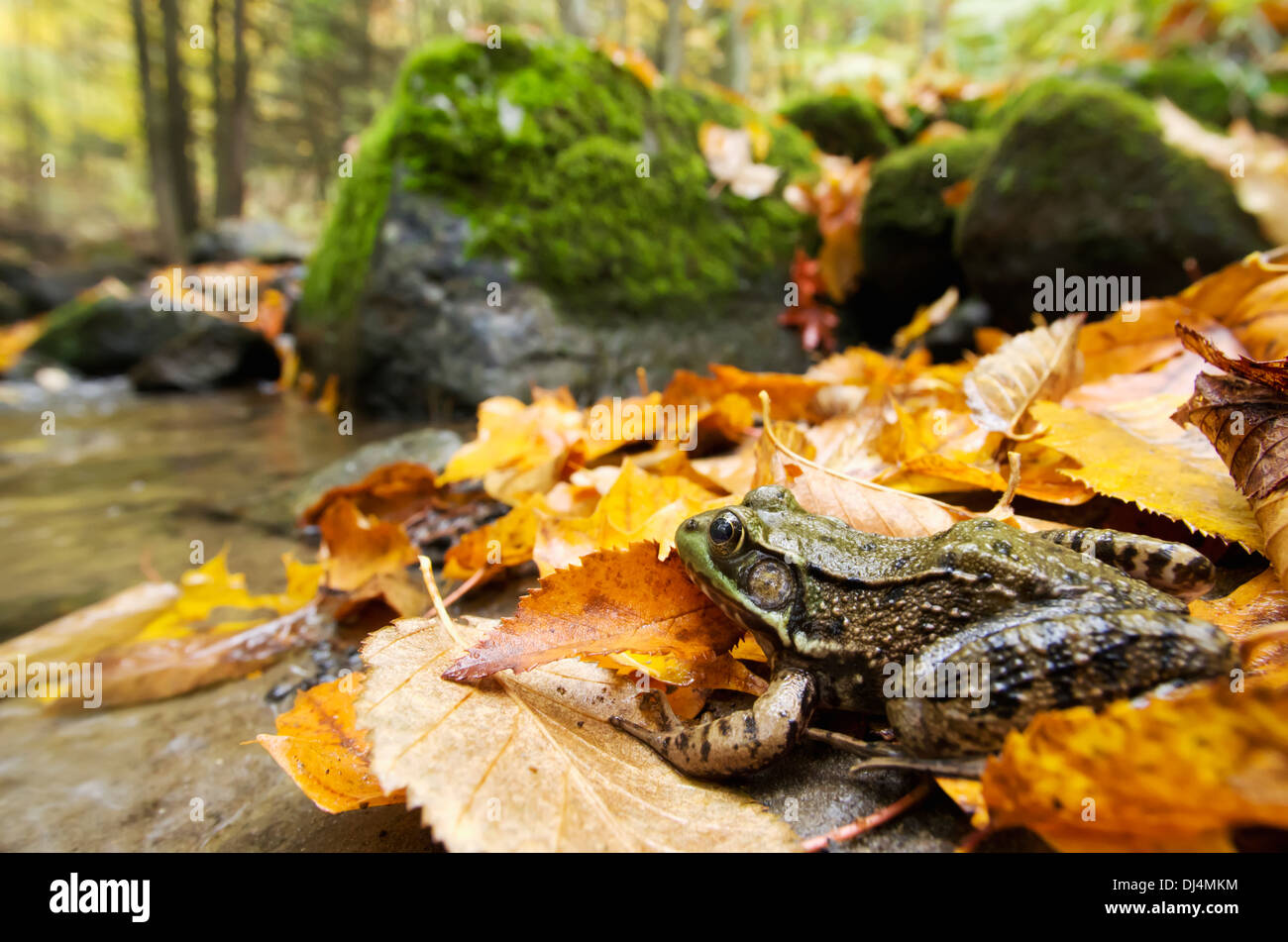 Rana Verde (Rana Clamitans Melanota) mimetizzata In autunno foglie colorate; Grenville, Quebec, Canada Foto Stock