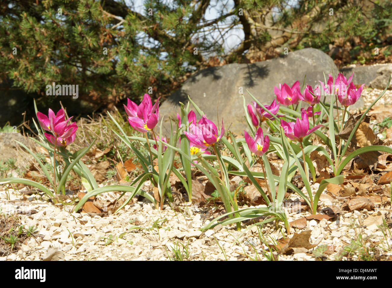 I tulipani Foto Stock