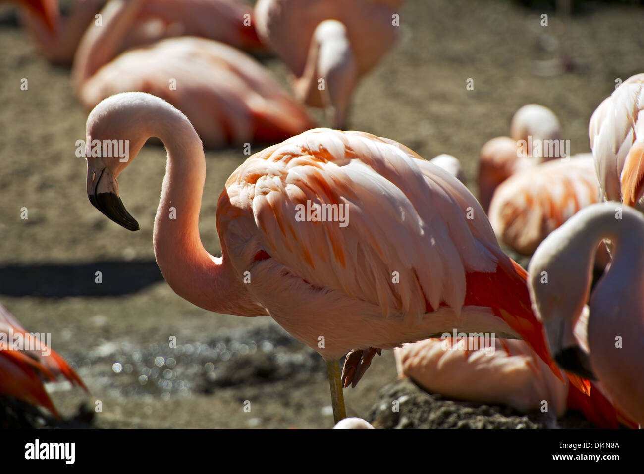 Flamingo Closeup. Fenicotteri rosa o i fenicotteri - Trampolieri in genere  Phoenicopterus. Gli uccelli Raccolta foto Foto stock - Alamy