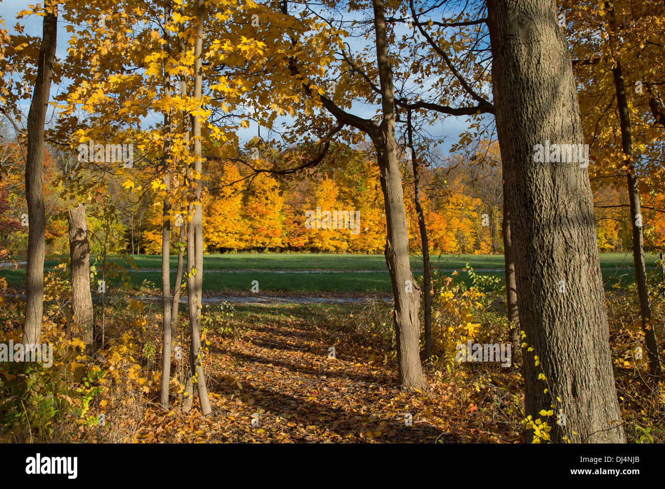 Porter, Indiana - i colori dell'autunno all'Indiana Dunes National Lakeshore. Foto Stock