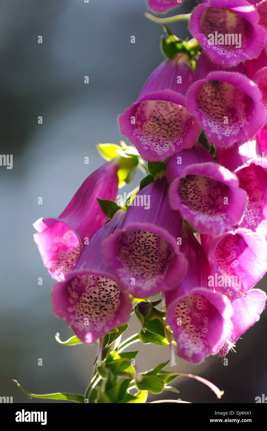 Viola del foxglove Foto Stock