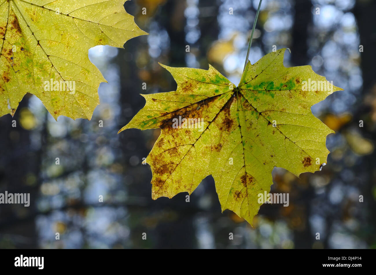 Autunno maple leaf Foto Stock