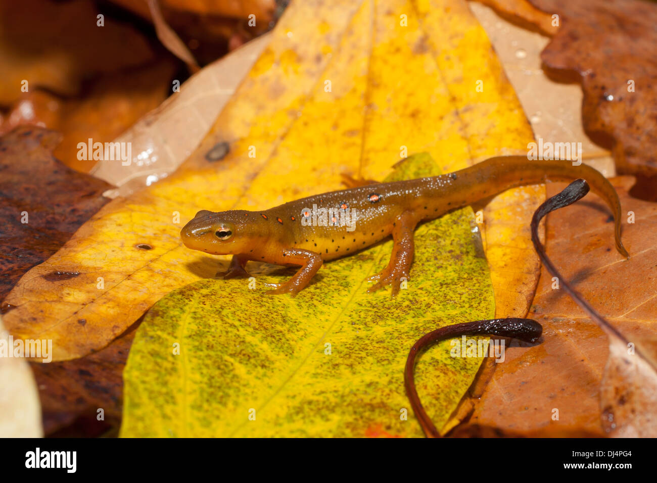 Red spotted newt strisciando attraverso colorate foglia caduta litter - Notopthalmus viridescens Foto Stock