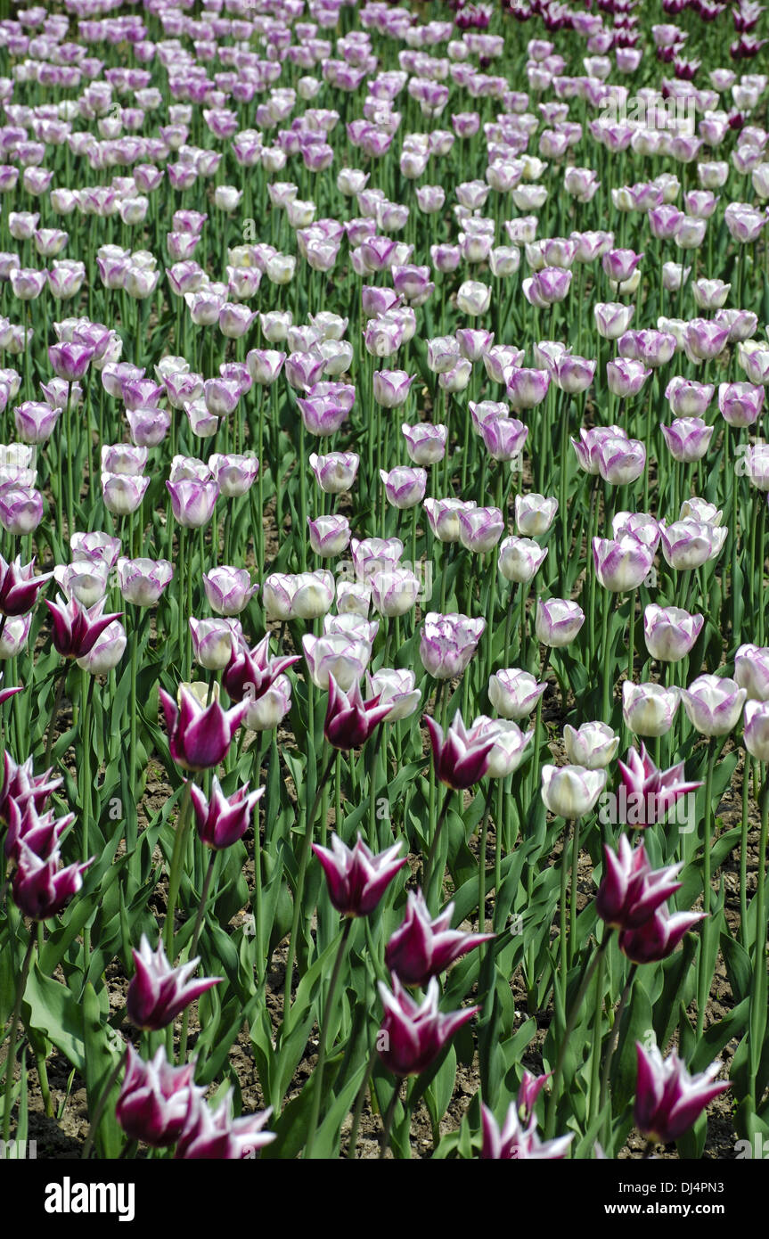 Claudia tulipani tulipani olandesi Foto Stock