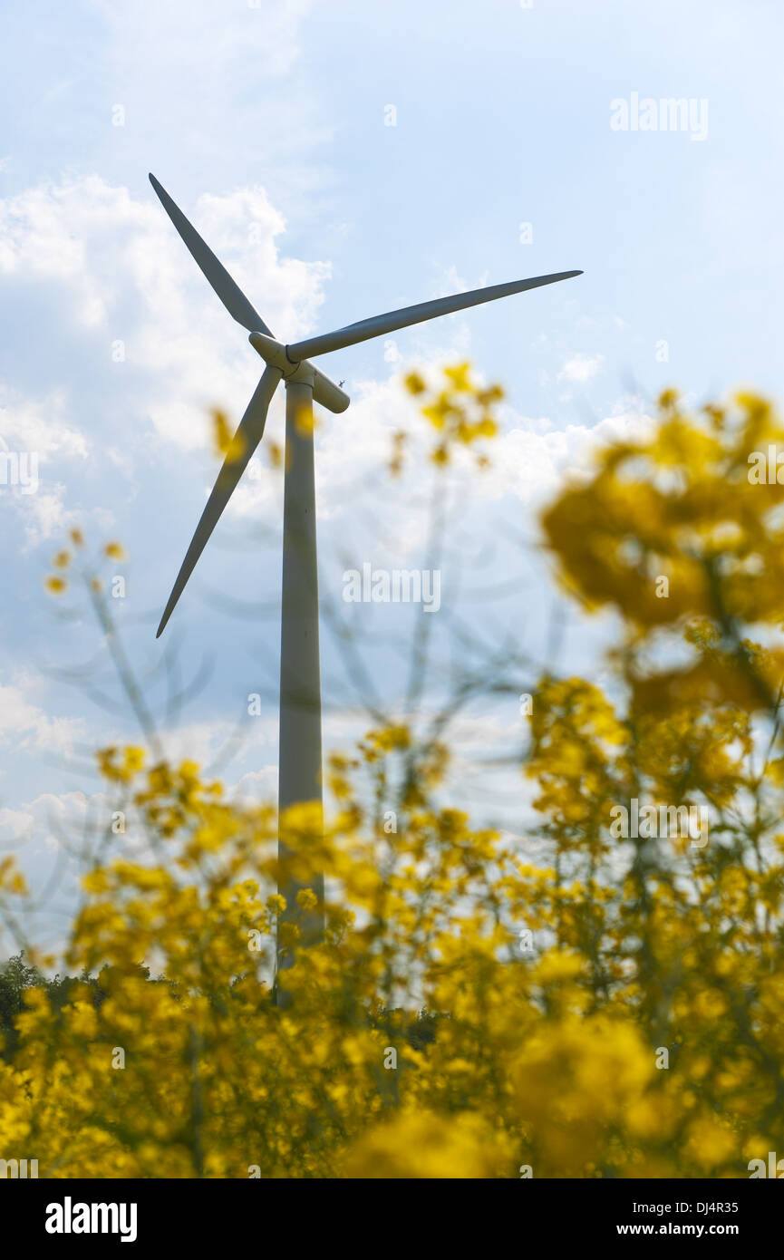 Turbina eolica dietro un campo di colza Foto Stock