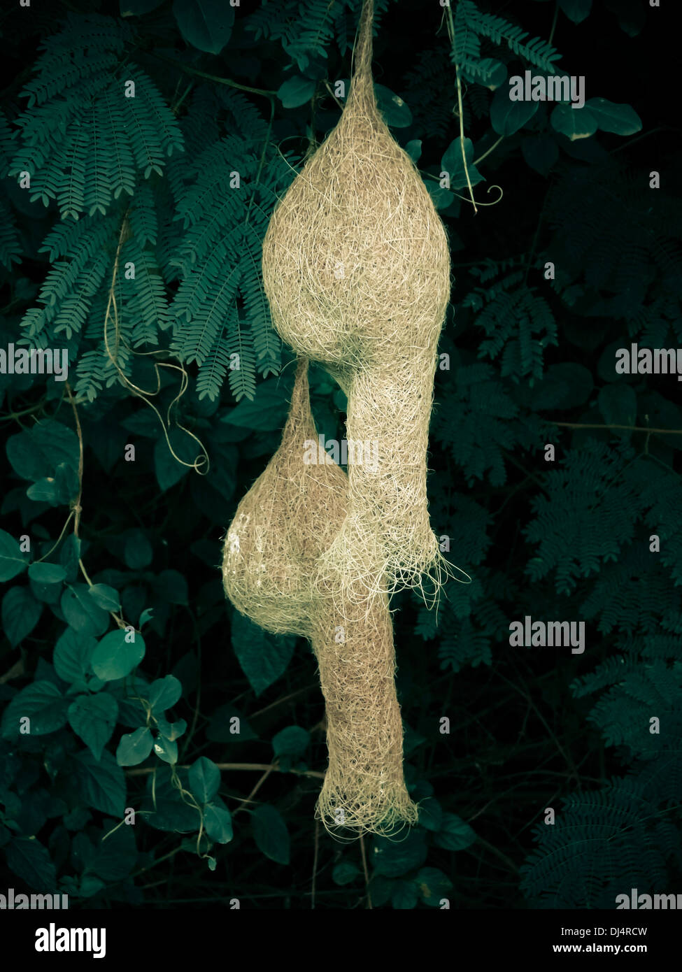 Baya Weaver nidi. Ploceus philippinus Weaver Bird/Finch, Tempua (Malesia) Foto Stock