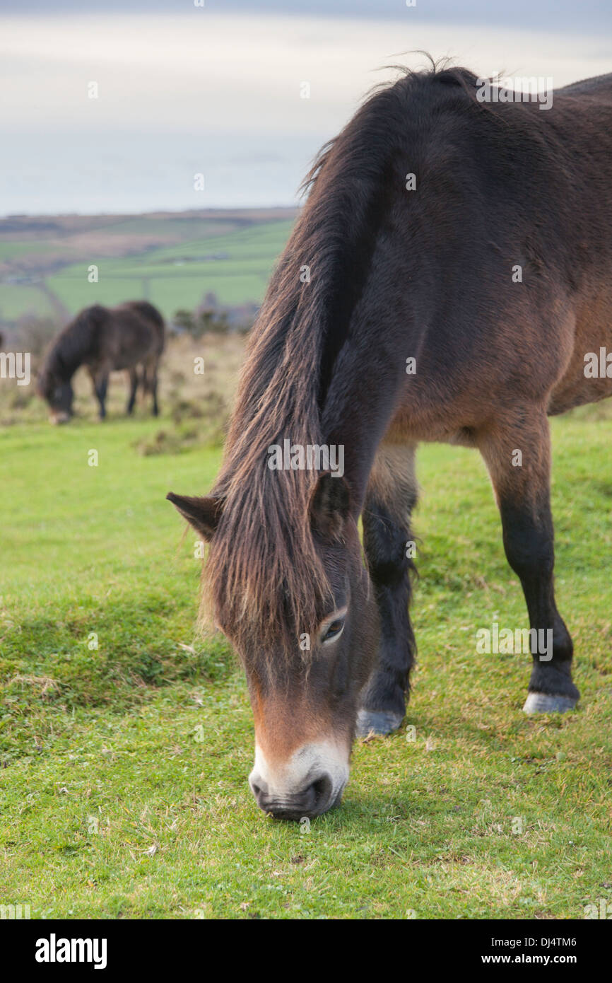 Exmoor pony, parco Nazionale di Exmoor, Somerset, Inghilterra, Regno Unito Foto Stock