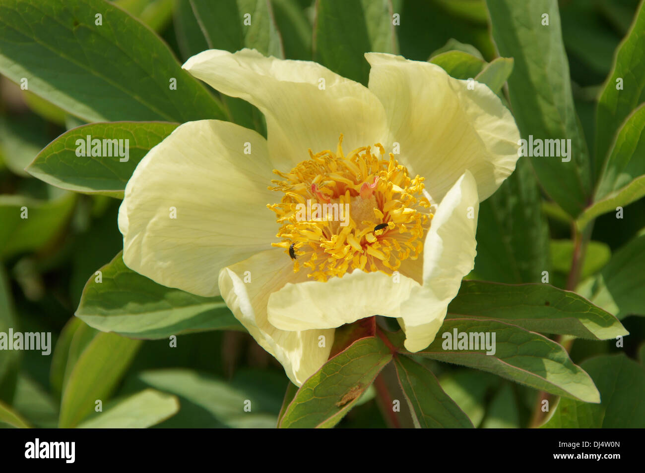 Peonia Foto Stock