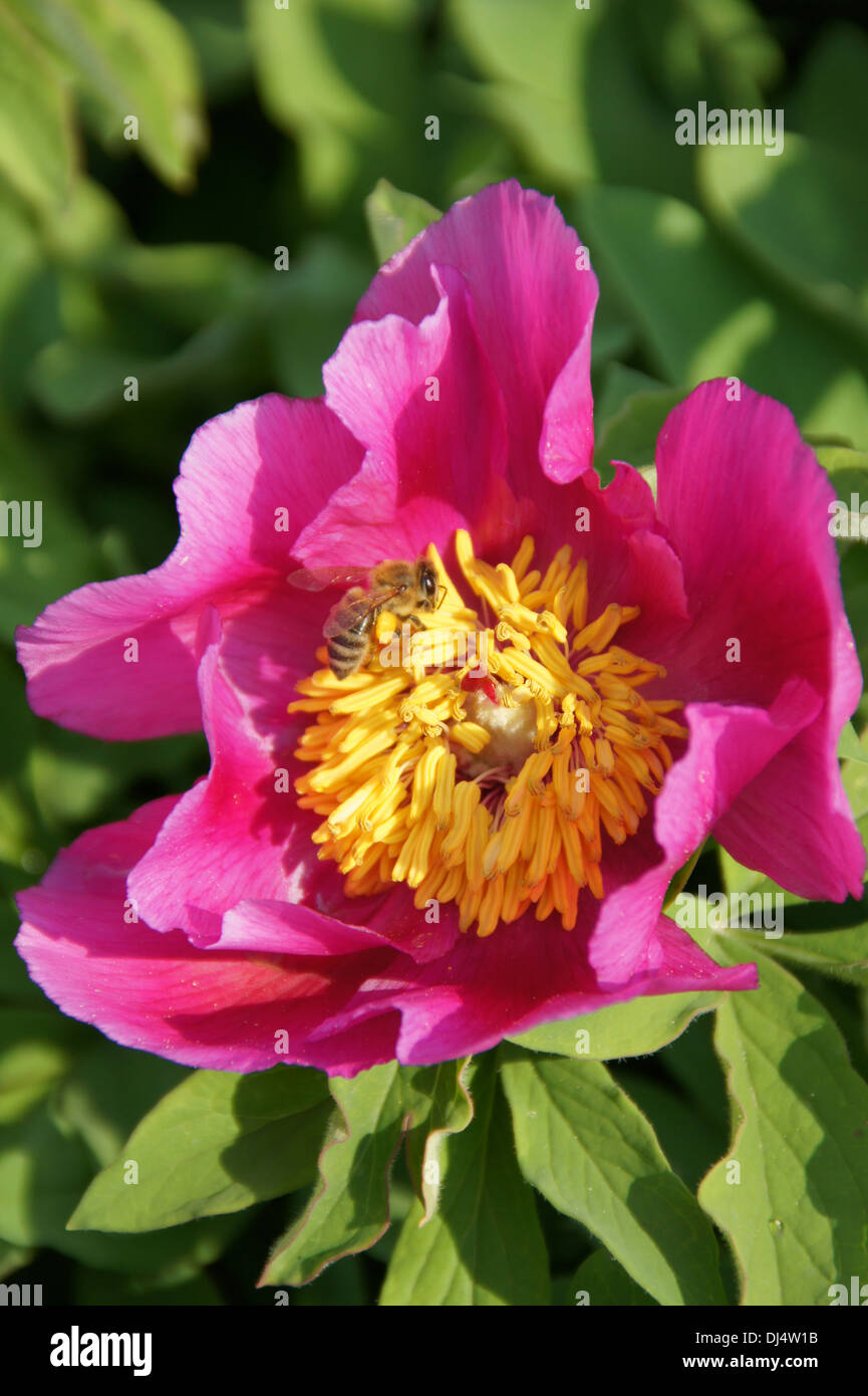 Peonia Foto Stock
