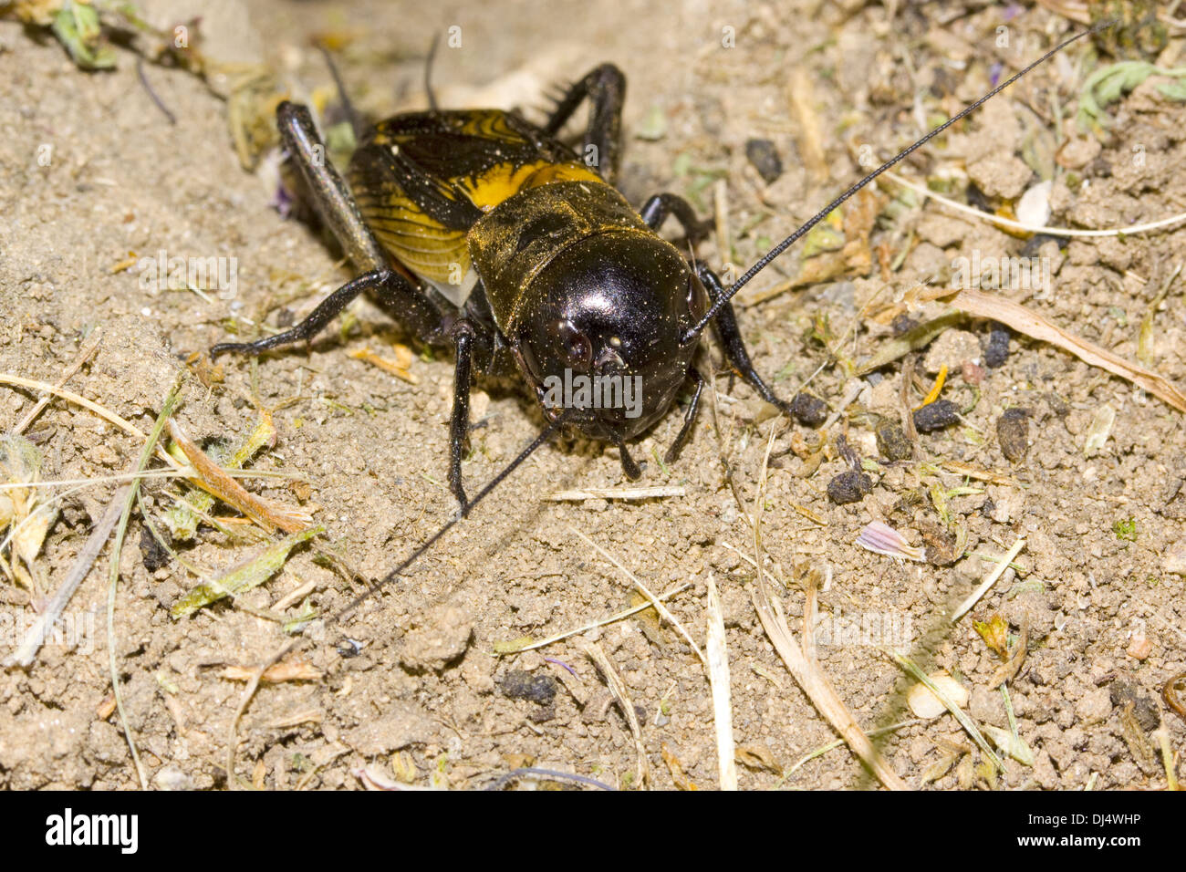 Grillo di campo Foto Stock