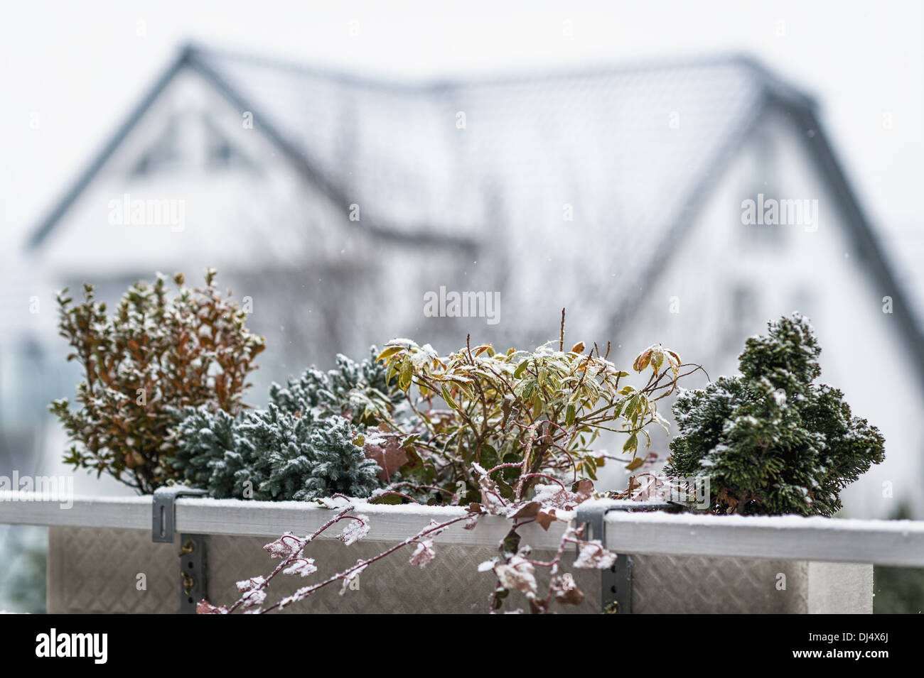Balcone con piante perenni in inverno Foto Stock