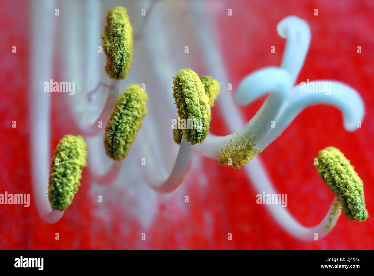 Fioritura di Amaryllis Foto Stock